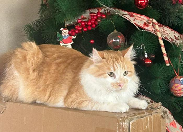 CHETOO* (CASO EXTERNO)