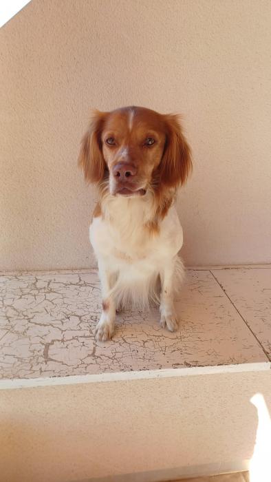 POL 4*