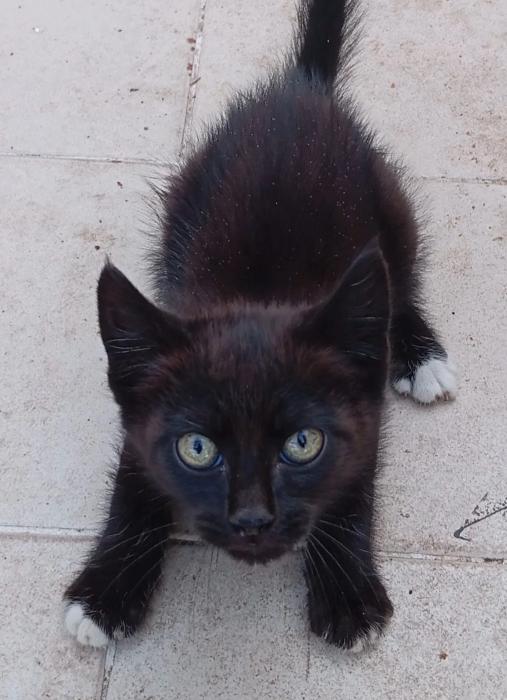 PATUCOS*