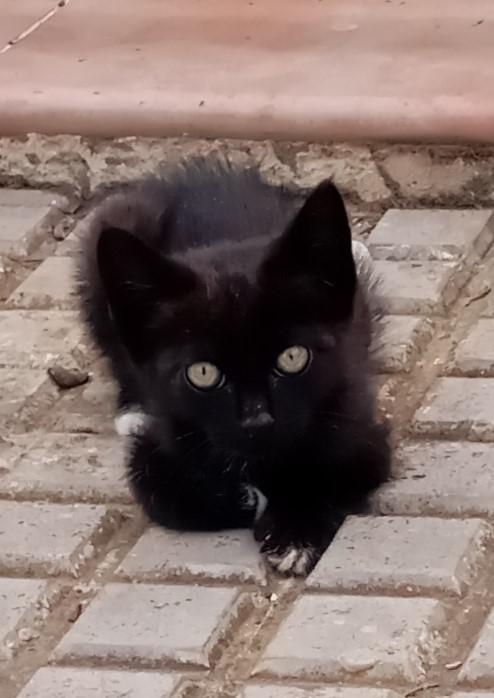 PATUCOS*