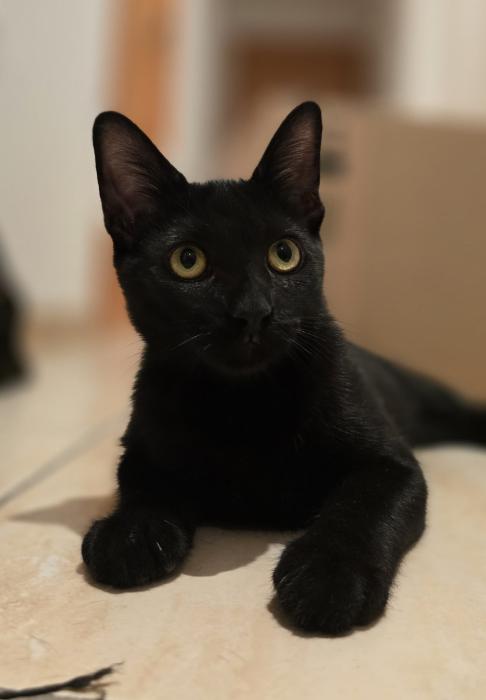 MUSHU 3