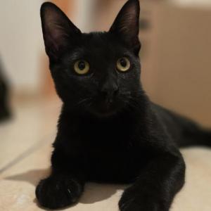 MUSHU 3