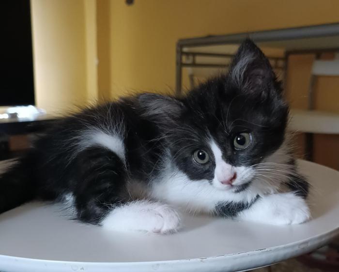 MATILDA