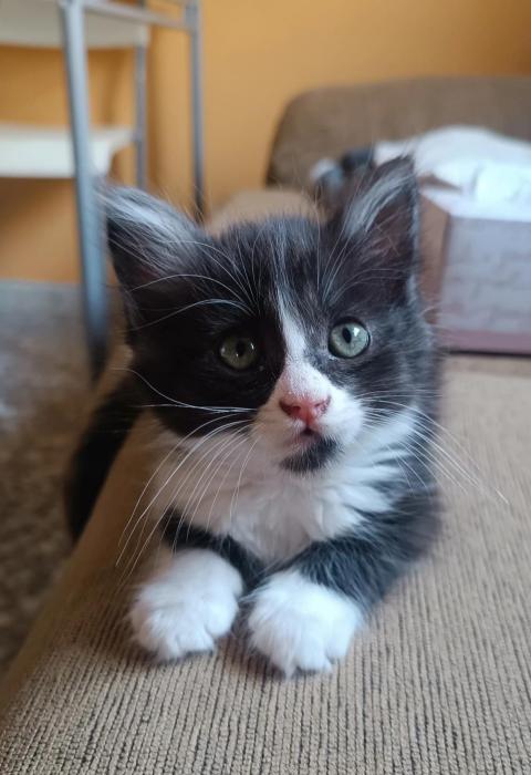 MATILDA
