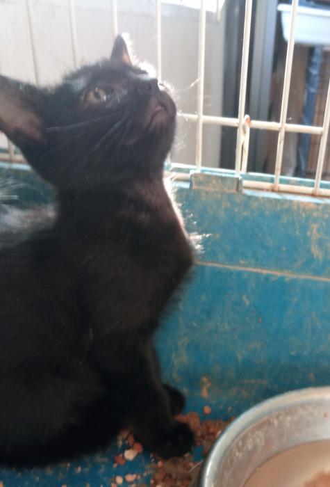 MOGLI