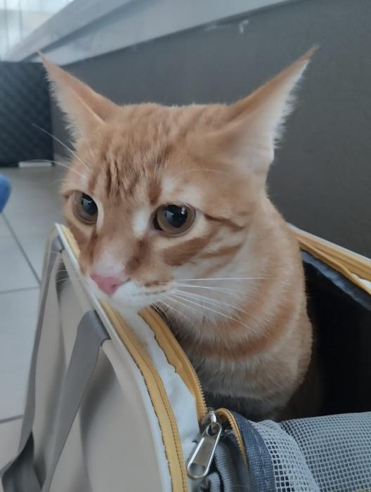 ALBERT*