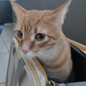ALBERT*