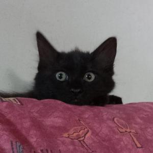 VIDA