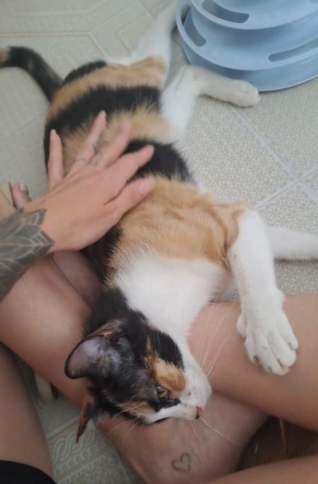 BELLA 6*
