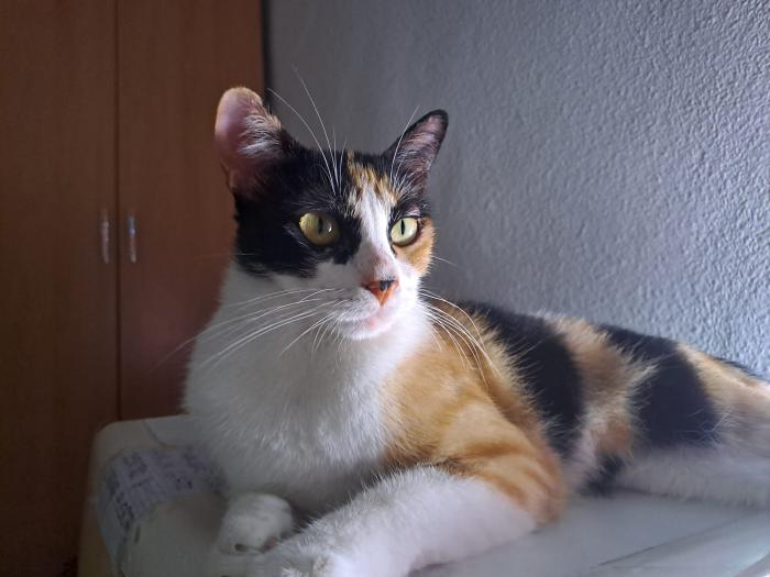 BELLA 6*