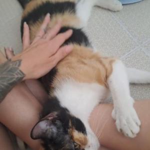 BELLA 6*