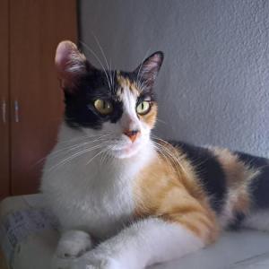 BELLA 6*