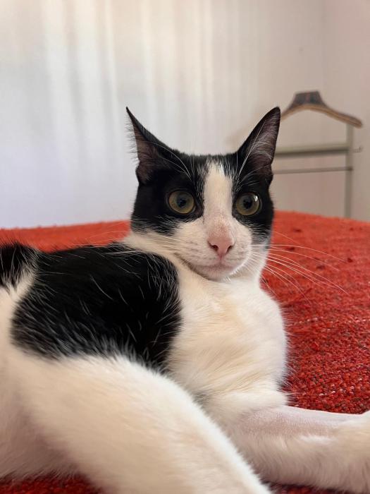 DORA 5* (CASO EXTERNO)