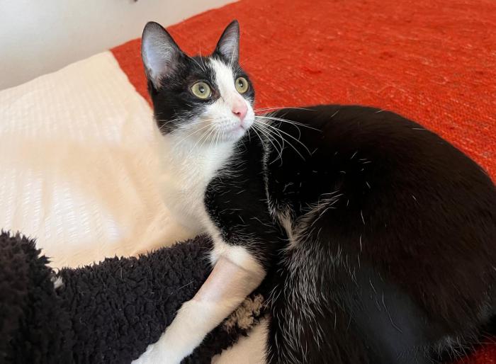 DORA 5* (CASO EXTERNO)