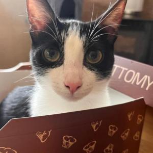 DORA 5* (CASO EXTERNO)