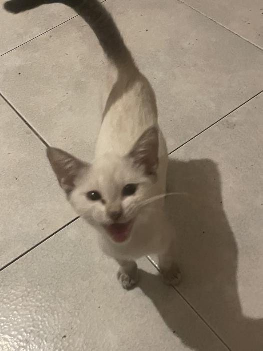 NALA 13* NALA 13*