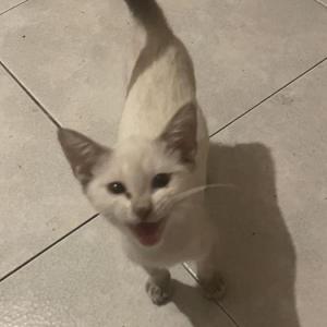 NALA 13*