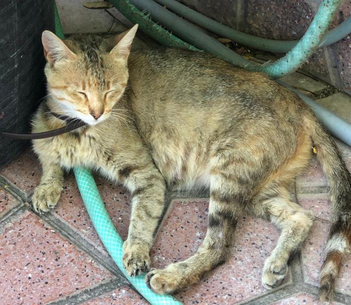GATI*