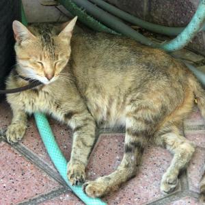GATI*