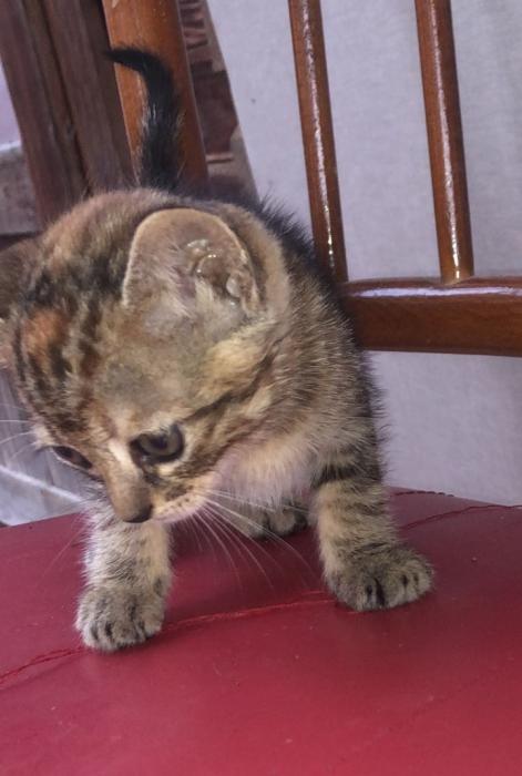 NALA 14*