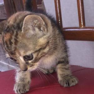 NALA 14*