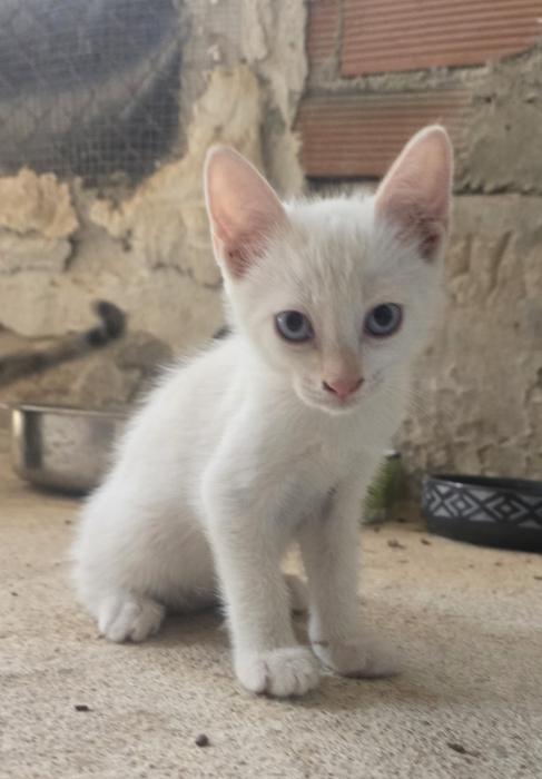ÁNGEL