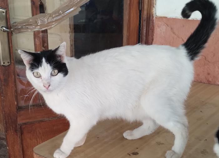 BLANCA NIEVES 2* BLANCA NIEVES 2*