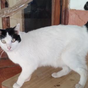 BLANCA NIEVES 2*