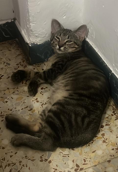 LEO 12*