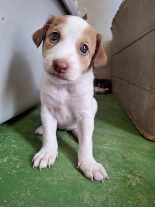 LUCI