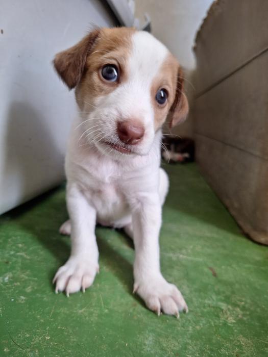 LUCI