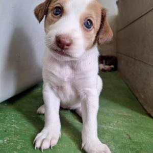 LUCI