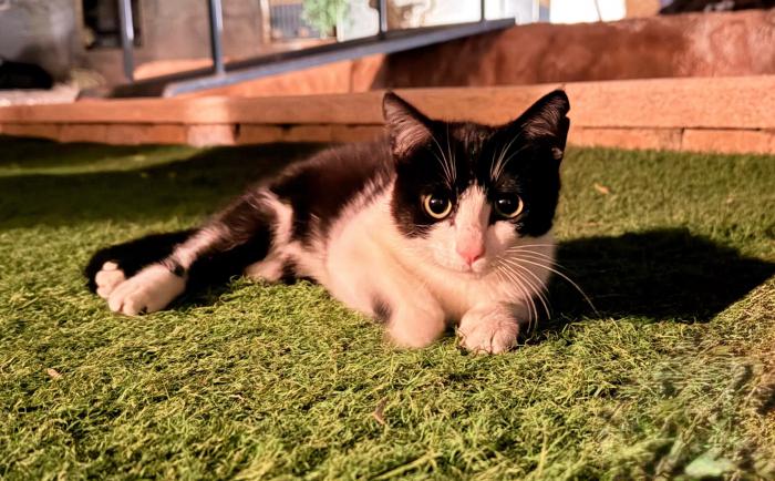 MOKKA* (CASO EXTERNO)