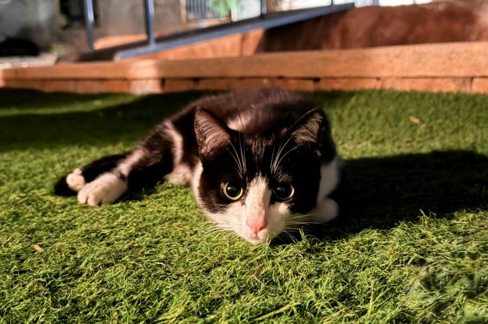 MOKKA* (CASO EXTERNO)