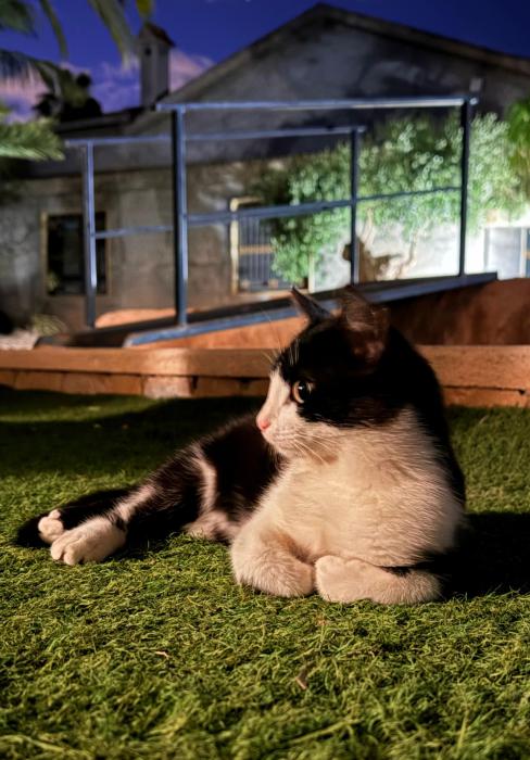 MOKKA* (CASO EXTERNO)