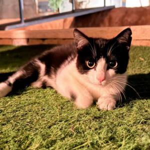 MOKKA* (CASO EXTERNO)