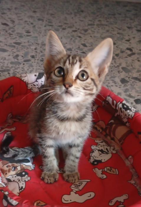 XSARA*
