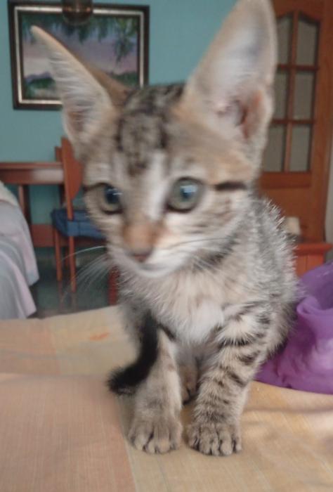 XSARA*