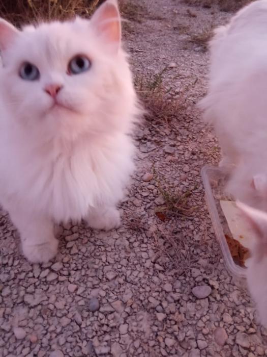 LILA 2*