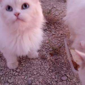 LILA 2*