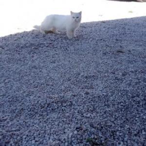 NEKO*