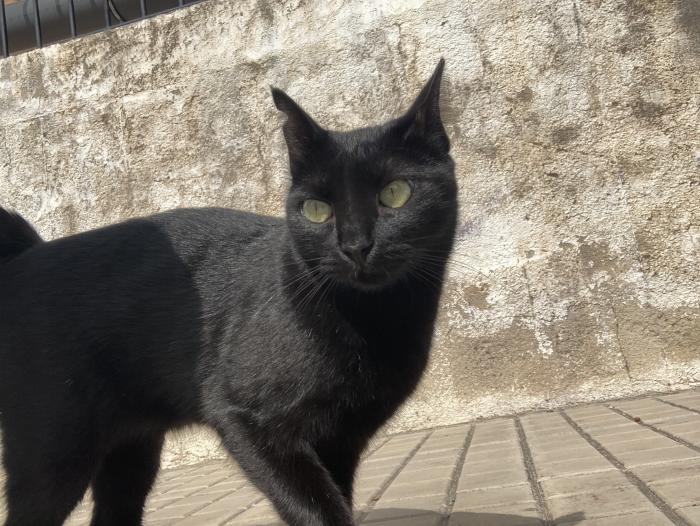 CLEOPATRA*
