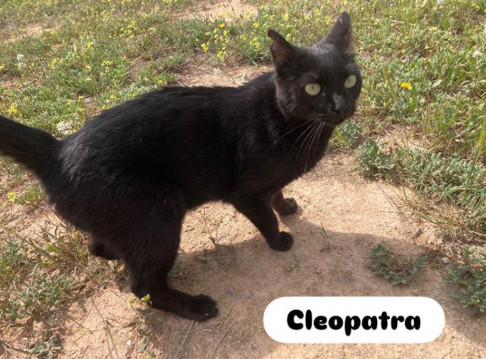 CLEOPATRA*