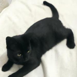SALEM 2*