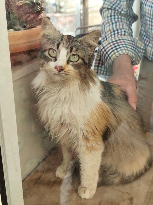 CHARLIE 2* (CARLOTA)