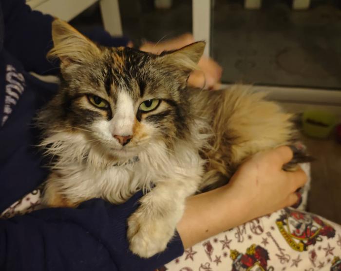 CHARLIE 2* (CARLOTA)