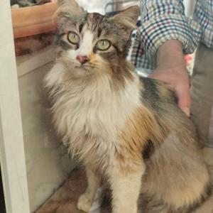 CHARLIE 2* (CARLOTA)