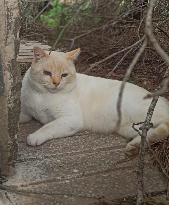 TOT&Oacute;* (CASO EXTERNO)