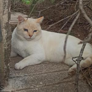 TOT�* (CASO EXTERNO)