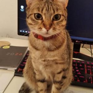 XENA 2* (CASO EXTERNO)